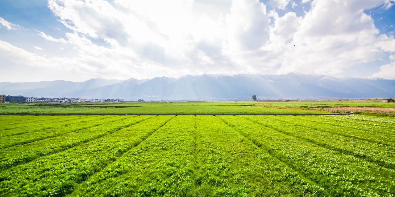 farmland